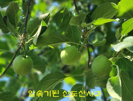 알솎기된 신도산사과